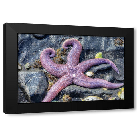 Purple Star-starfish-tidal pool-Juneau-Alaska-USA Black Modern Wood Framed Art Print by Engelbrecht, Jim