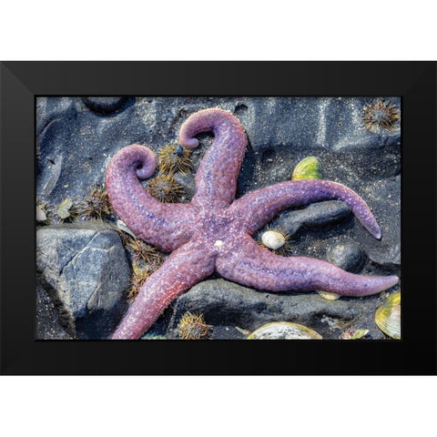 Purple Star-starfish-tidal pool-Juneau-Alaska-USA Black Modern Wood Framed Art Print by Engelbrecht, Jim