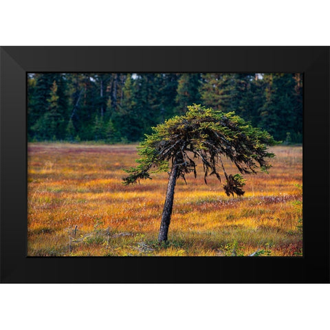 Homer-Alaska-miniature-black spruce-autumn colored field Black Modern Wood Framed Art Print by Sienda, Jolly