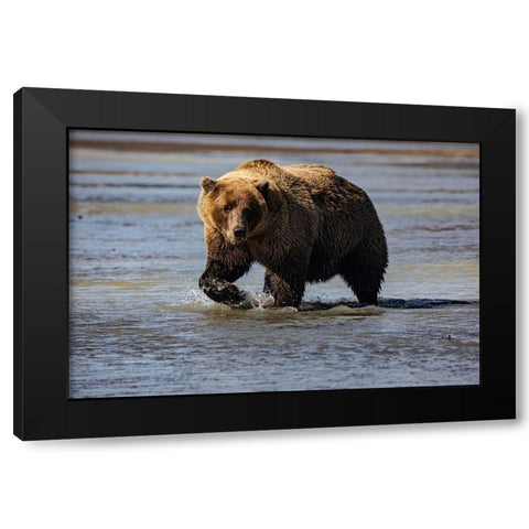 Lake Clark National Park and Preserve-Alaska-wilderness-bears-low tide-splashes-water-paw Black Modern Wood Framed Art Print by Sienda, Jolly