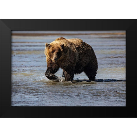 Lake Clark National Park and Preserve-Alaska-wilderness-bears-low tide-splashes-water-paw Black Modern Wood Framed Art Print by Sienda, Jolly