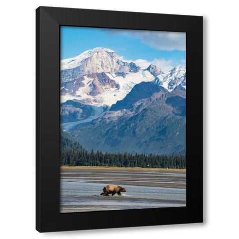 Lake Clark National Park and Preserve-Cook Inlet-Kenai Peninsula-Alaska-brown bear Black Modern Wood Framed Art Print with Double Matting by Sienda, Jolly