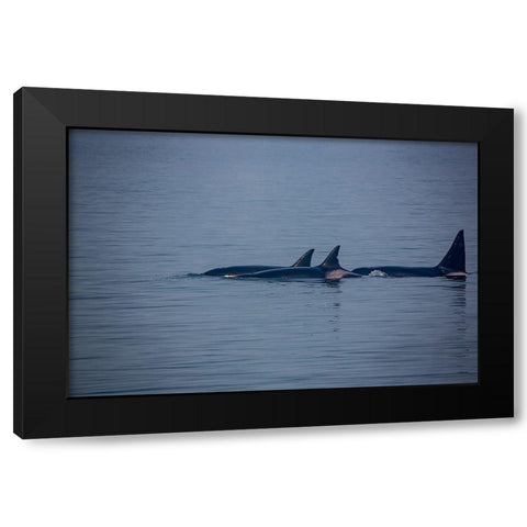 Kenai Fjords-Alaska-pod of Orca Killer Whales Black Modern Wood Framed Art Print by Sienda, Jolly