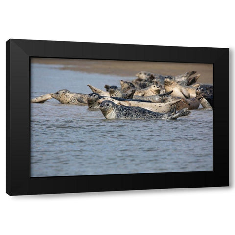 Lake Clark National Park and Preserve-Cook Inlet-Kenai Peninsula-Alaska-pod of seals on the mudflat Black Modern Wood Framed Art Print by Sienda, Jolly