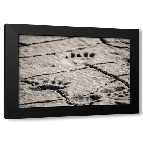 Lake Clark National Park and Preserve-Cook Inlet-Kenai Peninsula-Alaska-animal-footprints-mudflat Black Modern Wood Framed Art Print with Double Matting by Sienda, Jolly