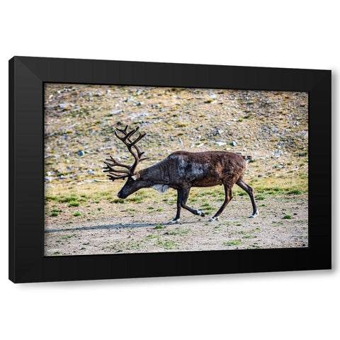 Denali-Alaska-Reindeer-large antlers-caribou Black Modern Wood Framed Art Print by Sienda, Jolly
