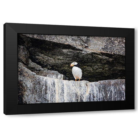 Seward-Alaska-Kenai Peninsula-puffin-seabird Black Modern Wood Framed Art Print with Double Matting by Sienda, Jolly