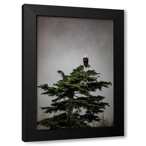 Prince William Sound-Alaska-Valdez-Bald Eagle perched on evergreen tree Black Modern Wood Framed Art Print by Sienda, Jolly