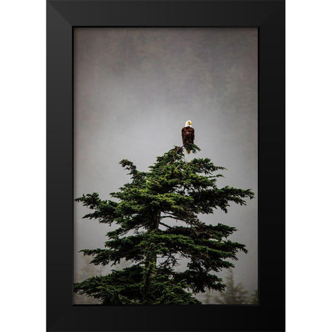 Prince William Sound-Alaska-Valdez-Bald Eagle perched on evergreen tree Black Modern Wood Framed Art Print by Sienda, Jolly