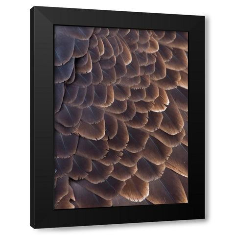 Close-up of Bald Eagle feather-Homer-Alaska-USA Black Modern Wood Framed Art Print with Double Matting by Su, Keren