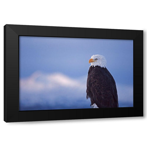 Bald Eagle-Homer-Alaska-USA Black Modern Wood Framed Art Print by Su, Keren