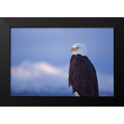 Bald Eagle-Homer-Alaska-USA Black Modern Wood Framed Art Print by Su, Keren