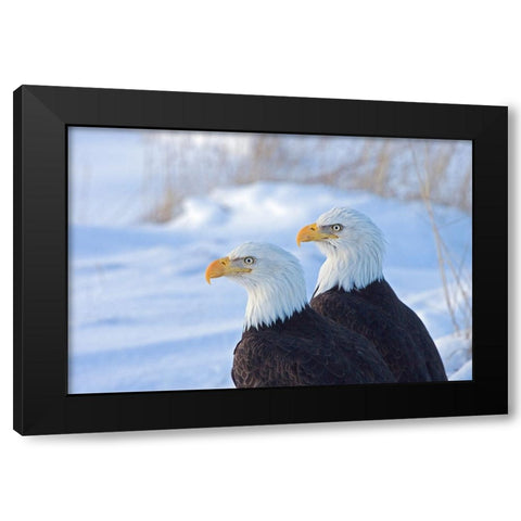 Two Bald Eagles-Haliaeetus leucocephalus-Alaska-US Black Modern Wood Framed Art Print by Su, Keren