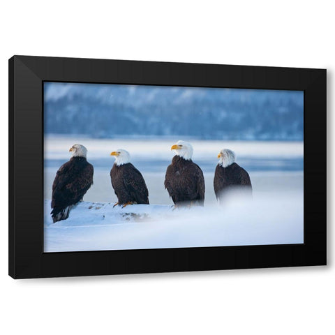 Bald Eagle-Homer-Alaska-USA Black Modern Wood Framed Art Print with Double Matting by Su, Keren