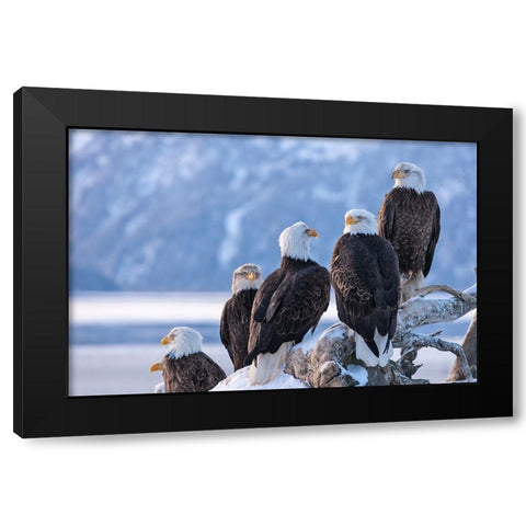 Bald Eagle-Homer-Alaska-USA Black Modern Wood Framed Art Print by Su, Keren