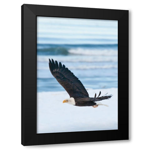 Bald Eagle-Homer-Alaska-USA Black Modern Wood Framed Art Print by Su, Keren
