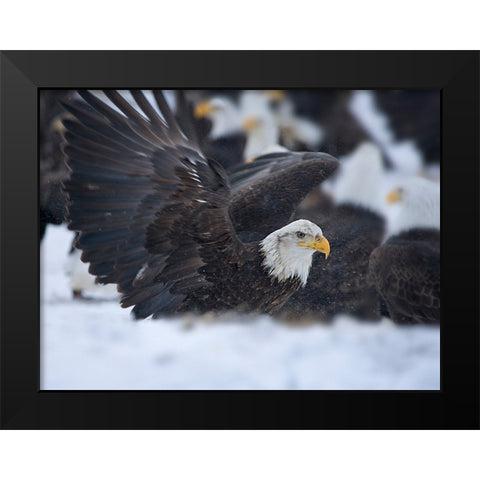 Bald Eagle-Homer-Alaska-USA Black Modern Wood Framed Art Print by Su, Keren