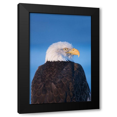 Bald Eagle-Homer-Alaska-USA Black Modern Wood Framed Art Print with Double Matting by Su, Keren