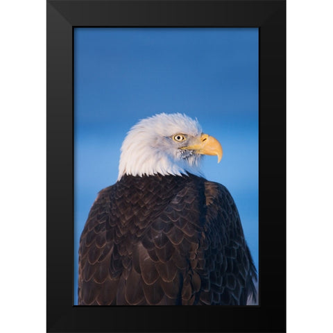 Bald Eagle-Homer-Alaska-USA Black Modern Wood Framed Art Print by Su, Keren