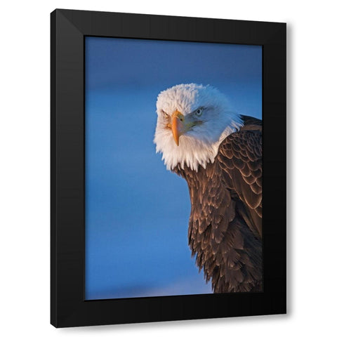 Bald Eagle-Homer-Alaska-USA Black Modern Wood Framed Art Print with Double Matting by Su, Keren