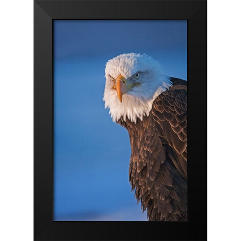 Bald Eagle-Homer-Alaska-USA Black Modern Wood Framed Art Print by Su, Keren