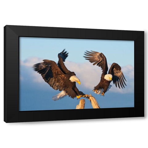 Bald Eagle-Homer-Alaska-USA Black Modern Wood Framed Art Print by Su, Keren