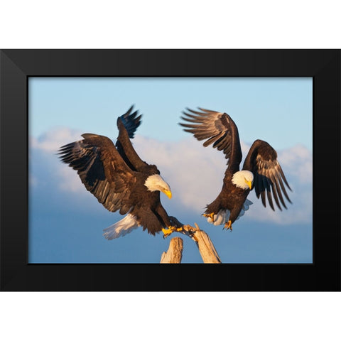 Bald Eagle-Homer-Alaska-USA Black Modern Wood Framed Art Print by Su, Keren