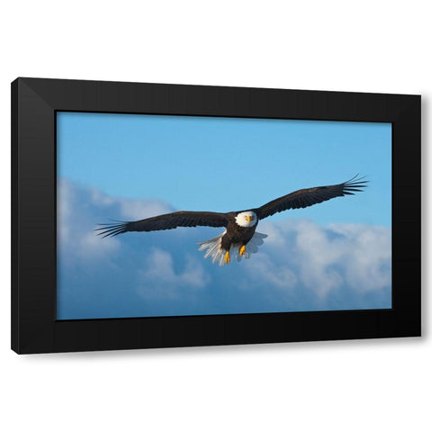 Bald Eagle flying-Homer-Alaska-USA Black Modern Wood Framed Art Print by Su, Keren