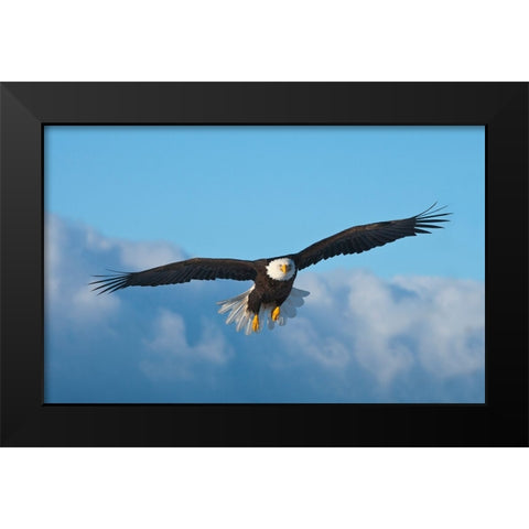 Bald Eagle flying-Homer-Alaska-USA Black Modern Wood Framed Art Print by Su, Keren