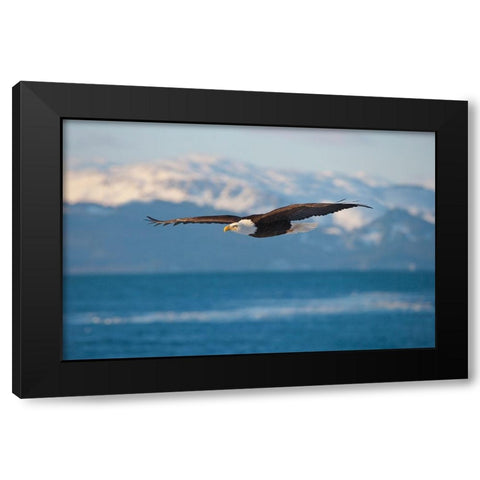 Bald Eagle flying over the ocean-snow mountain in the distance-Homer-Alaska-USA Black Modern Wood Framed Art Print by Su, Keren