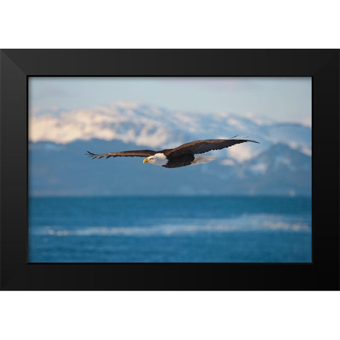 Bald Eagle flying over the ocean-snow mountain in the distance-Homer-Alaska-USA Black Modern Wood Framed Art Print by Su, Keren