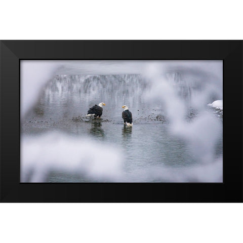 Bald Eagles on the river in the forest covered with snow-Haines-Alaska-USA Black Modern Wood Framed Art Print by Su, Keren