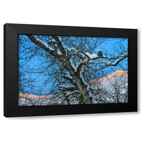 Bald Eagle perched on a tree covered with snow-snow mountain in the distance-Haines-Alaska-USA Black Modern Wood Framed Art Print by Su, Keren