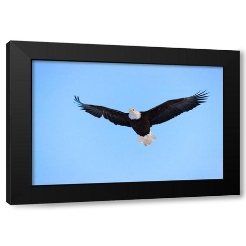 Bald Eagle flying in the sky-Haines-Alaska-USA Black Modern Wood Framed Art Print by Su, Keren