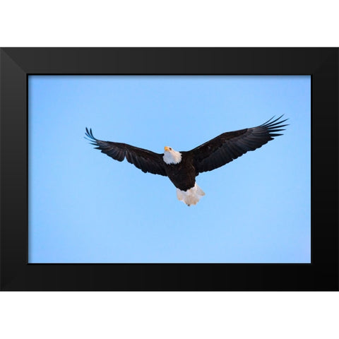 Bald Eagle flying in the sky-Haines-Alaska-USA Black Modern Wood Framed Art Print by Su, Keren