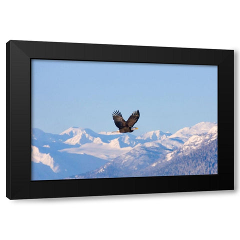 Bald Eagle flying over snow mountain-Haines-Alaska-USA Black Modern Wood Framed Art Print with Double Matting by Su, Keren