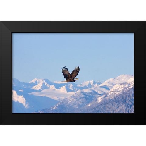 Bald Eagle flying over snow mountain-Haines-Alaska-USA Black Modern Wood Framed Art Print by Su, Keren
