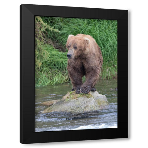 Brown Bear catching salmon in Brooks River-Katmai National Park-Alaska-USA Black Modern Wood Framed Art Print by Su, Keren