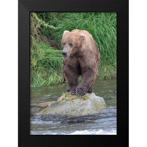 Brown Bear catching salmon in Brooks River-Katmai National Park-Alaska-USA Black Modern Wood Framed Art Print by Su, Keren