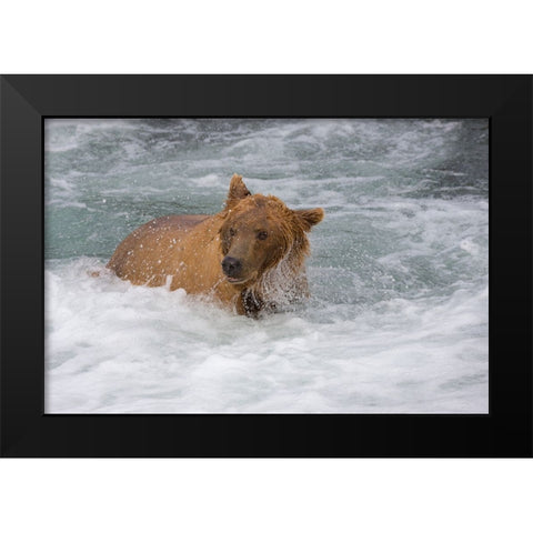 Brown Bear catching salmon at Brooks Falls-Katmai National Park-Alaska-USA Black Modern Wood Framed Art Print by Su, Keren