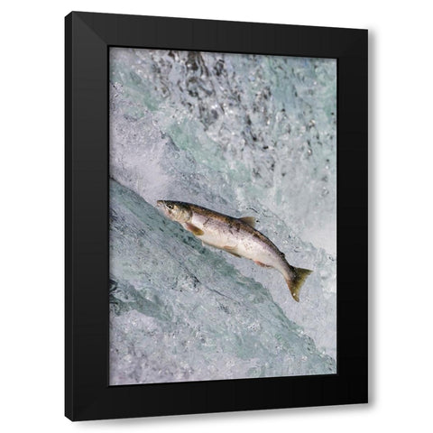 Salmon jumping over Brooks Falls-Katmai National Park-Alaska-USA Black Modern Wood Framed Art Print by Su, Keren