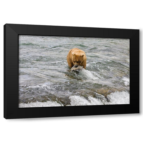 Brown Bear catching salmon at Brooks Falls-Katmai National Park-Alaska-USA Black Modern Wood Framed Art Print by Su, Keren
