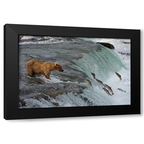 Tourists photographing Brown Bear catching salmon at Brooks Falls-Katmai National Park-Alaska-USA Black Modern Wood Framed Art Print by Su, Keren