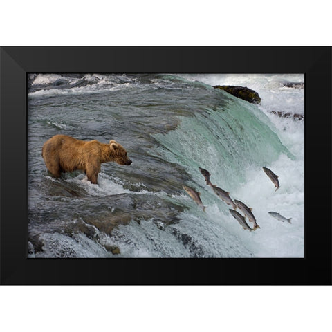 Tourists photographing Brown Bear catching salmon at Brooks Falls-Katmai National Park-Alaska-USA Black Modern Wood Framed Art Print by Su, Keren