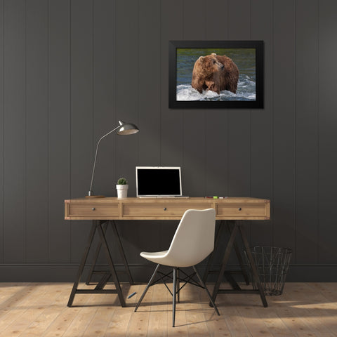 Brown Bear catching salmon at Brooks Falls-Katmai National Park-Alaska-USA Black Modern Wood Framed Art Print by Su, Keren