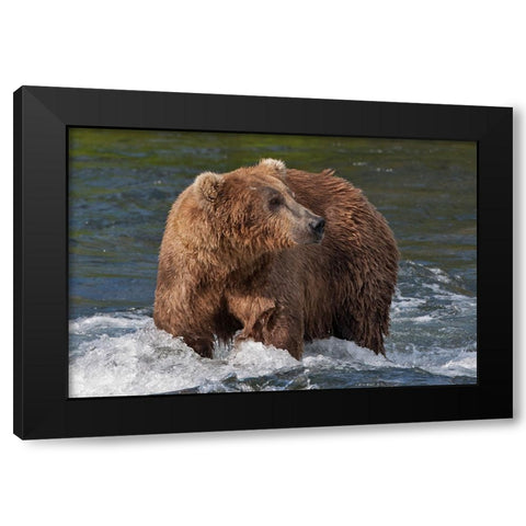 Brown Bear catching salmon at Brooks Falls-Katmai National Park-Alaska-USA Black Modern Wood Framed Art Print with Double Matting by Su, Keren