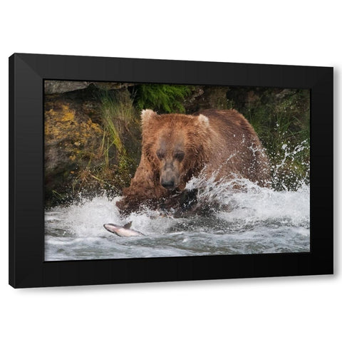 Brown Bear catching salmon at Brooks Falls-Katmai National Park-Alaska-USA Black Modern Wood Framed Art Print with Double Matting by Su, Keren