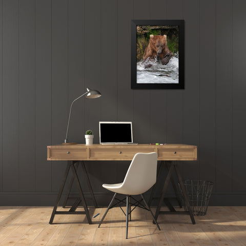 Brown Bear catching salmon at Brooks Falls-Katmai National Park-Alaska-USA Black Modern Wood Framed Art Print by Su, Keren