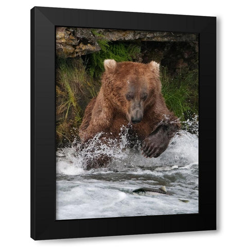 Brown Bear catching salmon at Brooks Falls-Katmai National Park-Alaska-USA Black Modern Wood Framed Art Print by Su, Keren