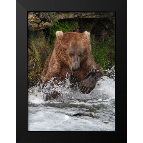 Brown Bear catching salmon at Brooks Falls-Katmai National Park-Alaska-USA Black Modern Wood Framed Art Print by Su, Keren